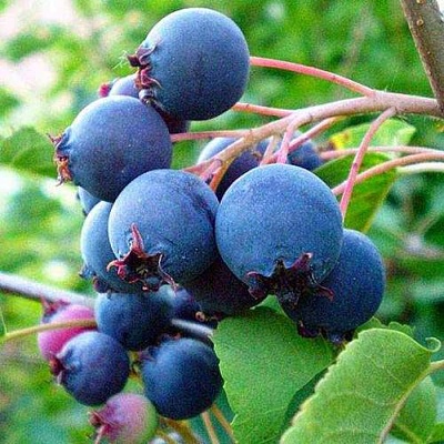 Ирга ПЕМБИНА в Магнитогорске