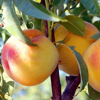 Персики в Магнитогорске
