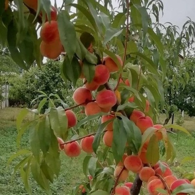 Персик ВУЛКАН в Магнитогорске
