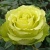 Роза ЛИМБО (ДОЛЛАР) чайно-гибридная  в Магнитогорске