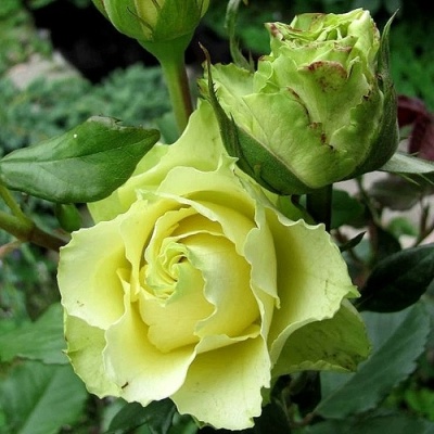 Роза ЛИМБО (ДОЛЛАР) чайно-гибридная  в Магнитогорске
