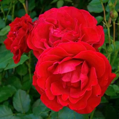 Роза НОРДИЯ флорибунда в Магнитогорске