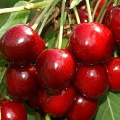 Черешня МИНЧАНКА в Магнитогорске