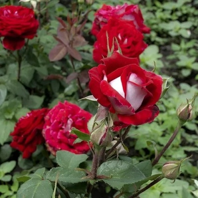 Роза ЛЮКСОР чайно-гибридная  в Магнитогорске