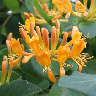 Жимолость ТЕЛЬМАНА в Магнитогорске