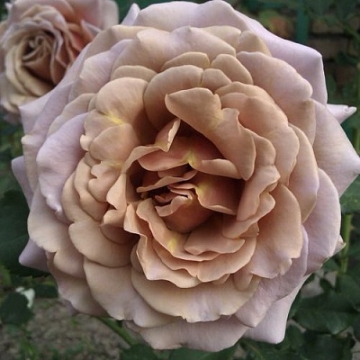 Роза КОКО ЛОКО флорибунда  в Магнитогорске