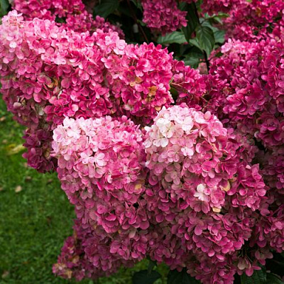 Фрайз в Магнитогорске