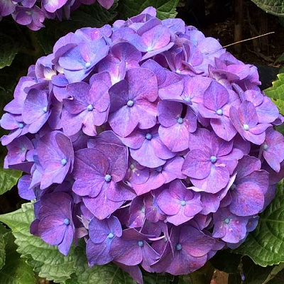 Фиолетовая в Магнитогорске