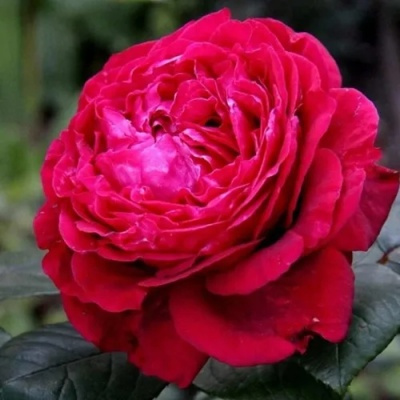 Роза 4 ВЕТРОВ флорибунда  в Магнитогорске