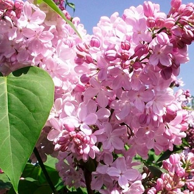 Сирень АДЕЛИНА в Магнитогорске