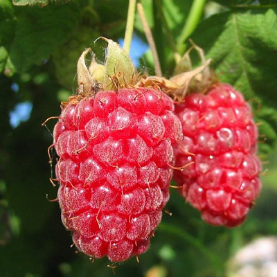 Крупная в Магнитогорске