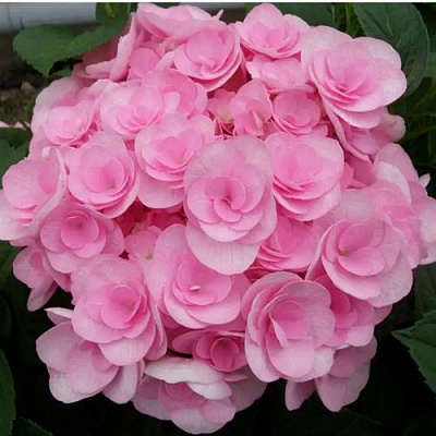 Махровая в Магнитогорске