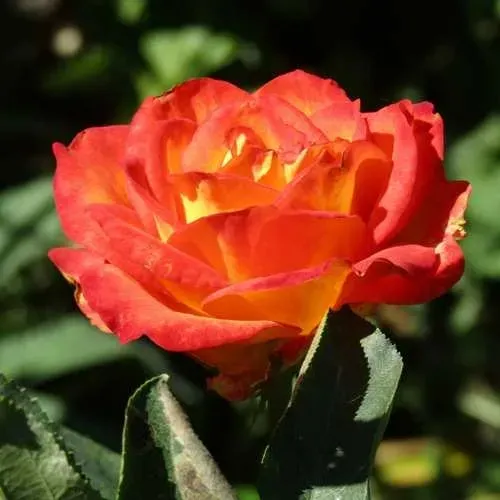 Роза ЛИНА чайно-гибридная  в Магнитогорске