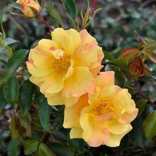 Роза АНГЕЛИНА ФРЕСКА флорибунда  в Магнитогорске