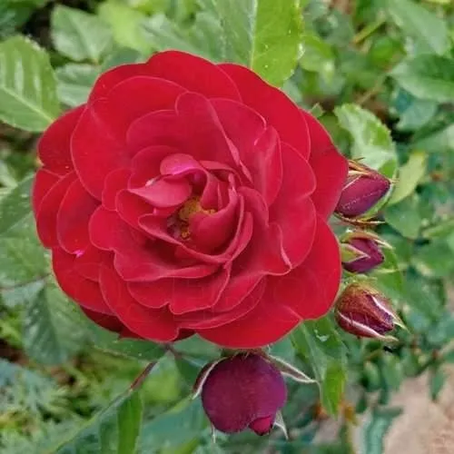 Роза КОРДУЛА флорибунда в Магнитогорске