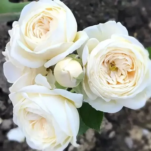 Роза АРТЕМИС шраб в Магнитогорске
