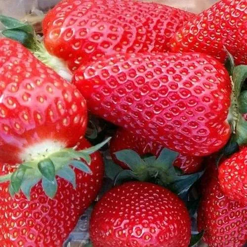 Клубника АМИ в Магнитогорске